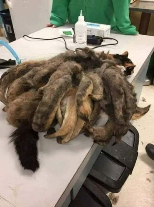 Neglected Cat’s Astonishing Transformation Highlights a Deeper Issue We Can’t Ignore